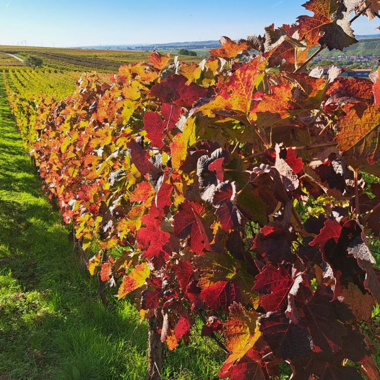 Wandern durch die Weinberge