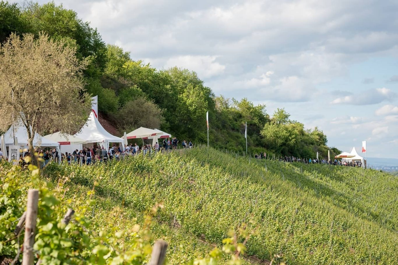 Riesling Lounge Roter Hang